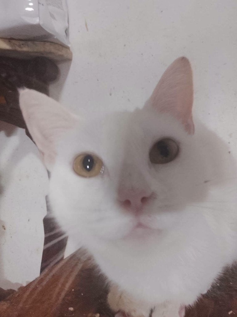 Jarela, Therese. 12-05.23 door fam. afgestaan, Poes, Kortharig