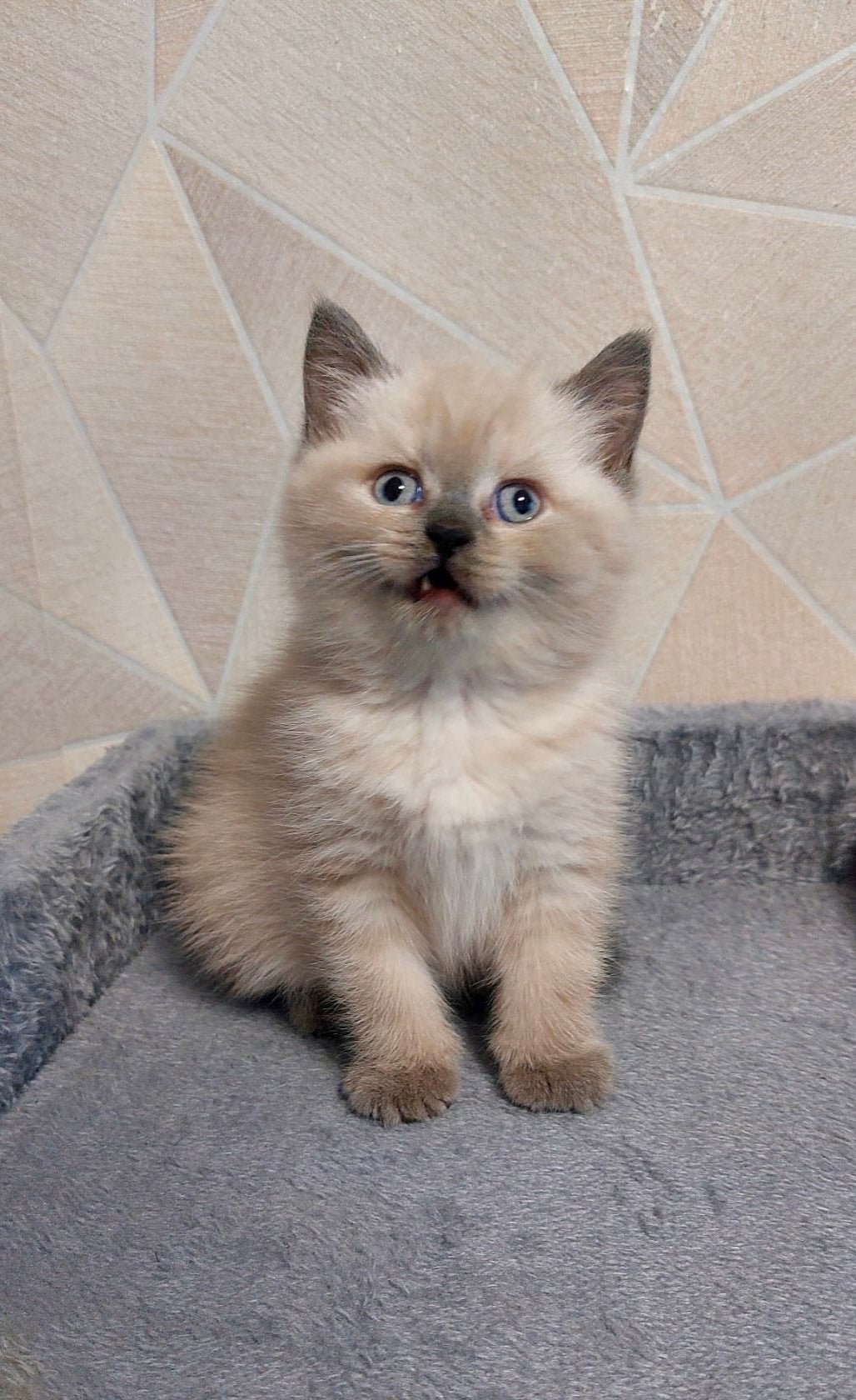 Britse korthaar kittens wit/Blue Point–lief en zindelijk, Dieren en Toebehoren, Meerdere dieren