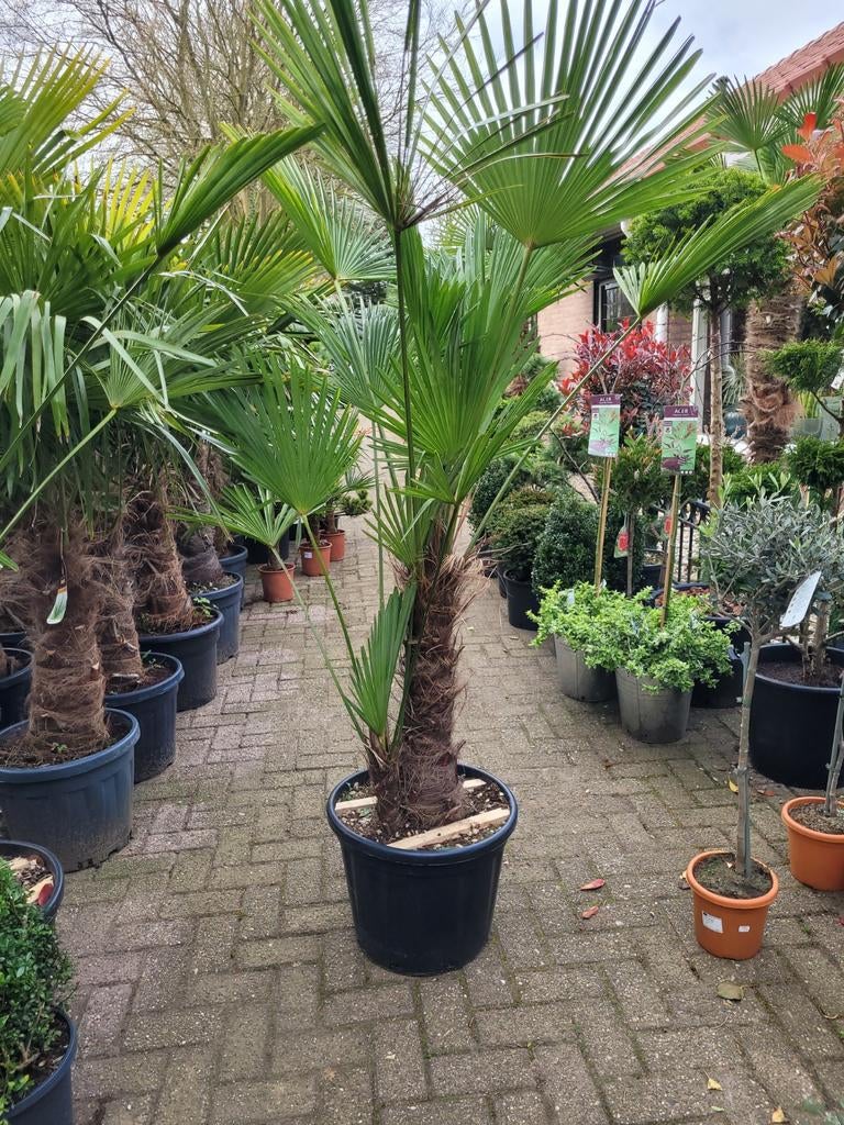 Trachycarpus wagnerianus met kleine dubbele stam, Ophalen