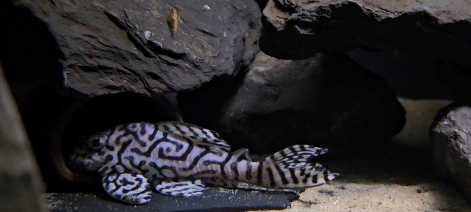 l236 sw , pleco, Vis, Zoetwatervis
