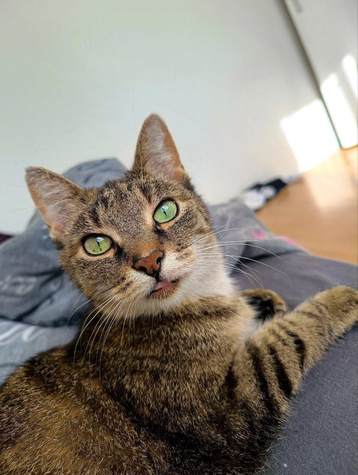 MISSING/ KAT VERMIST, Dieren en Toebehoren