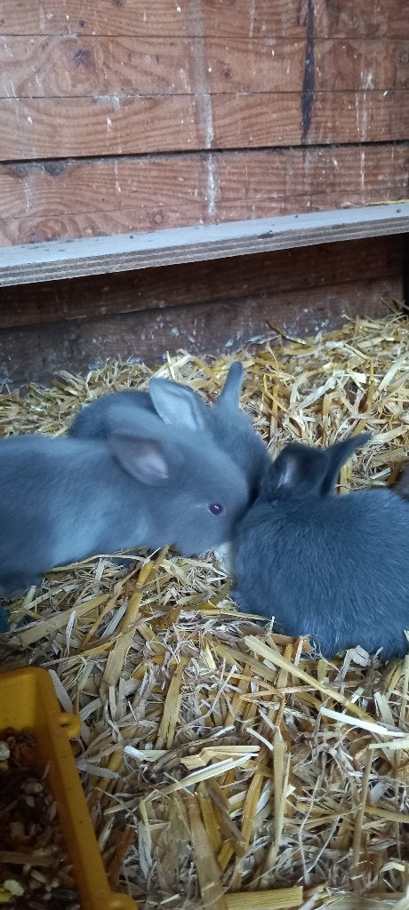 Hele mooie konijnen te koop, Meerdere dieren, Middelgroot, Hangoor, 0 tot 2 jaar