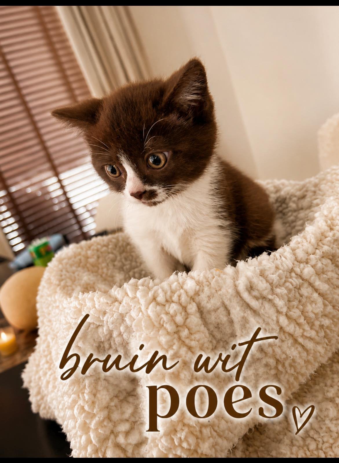 britskorthaar kittens, Dieren en Toebehoren