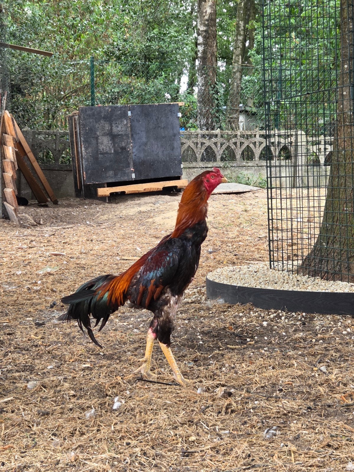 o shamo frans, Meerdere dieren, Kip