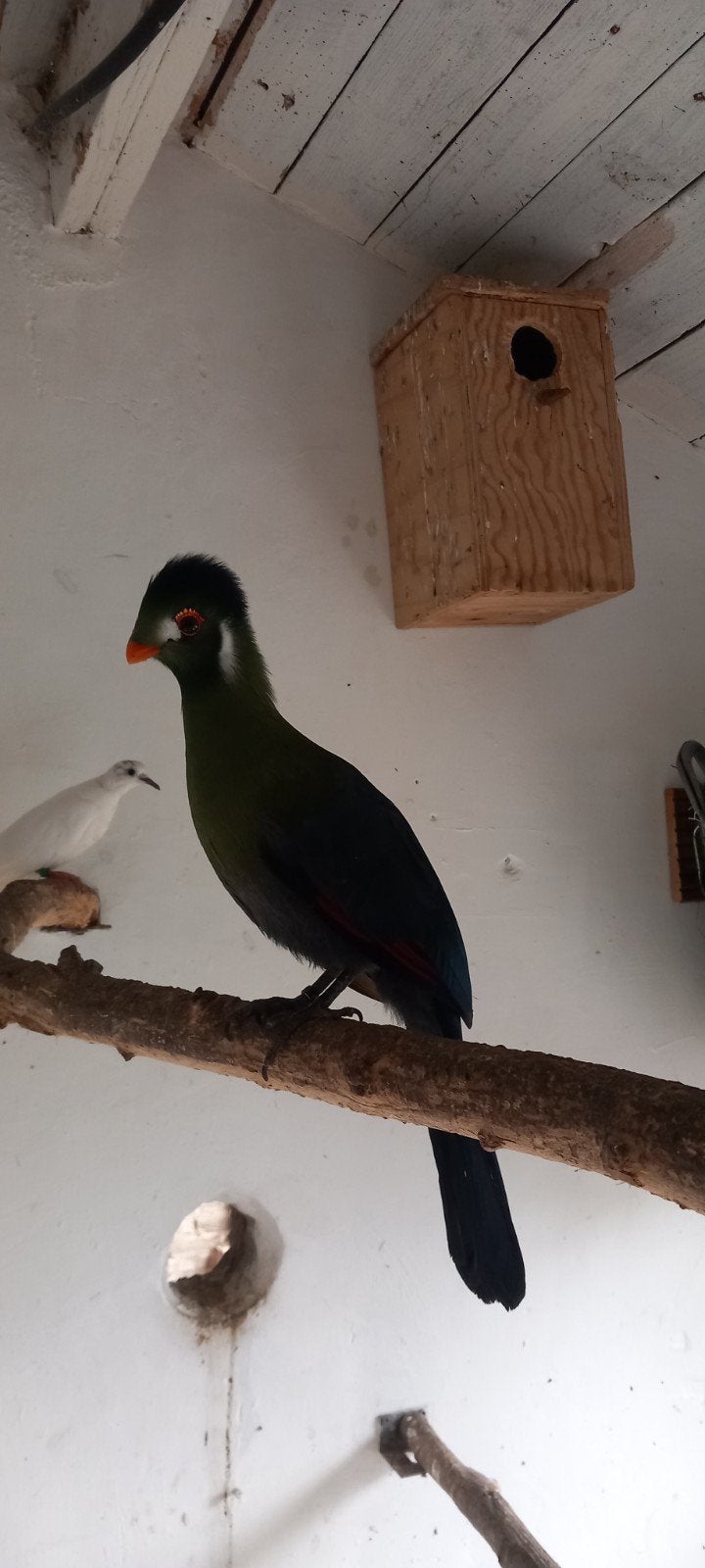 Witwang toerako's., Dieren en Toebehoren, Mannelijk, Tam