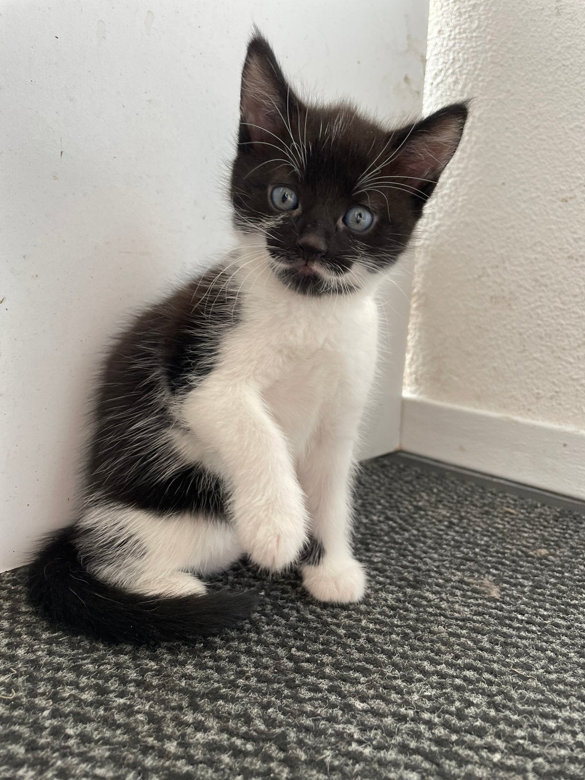 Kittens, Kater