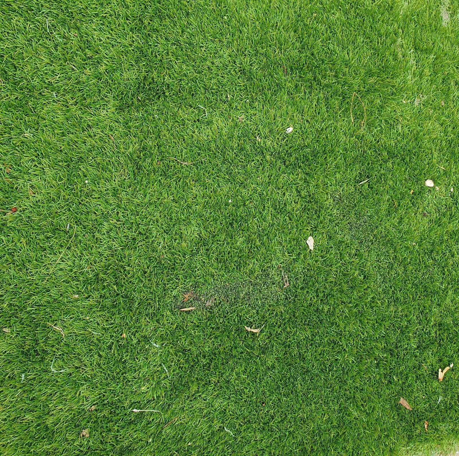 Grasmatten: 1.5x1.5m, 1x5m en restjes - alles in één keer, Ophalen of Verzenden, 10 tot 20 m²