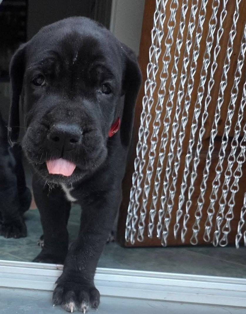 Mooi zwart duitse  dog teefje, Dieren en Toebehoren, Parvo, Overige rassen, 8 tot 15 weken, Teef