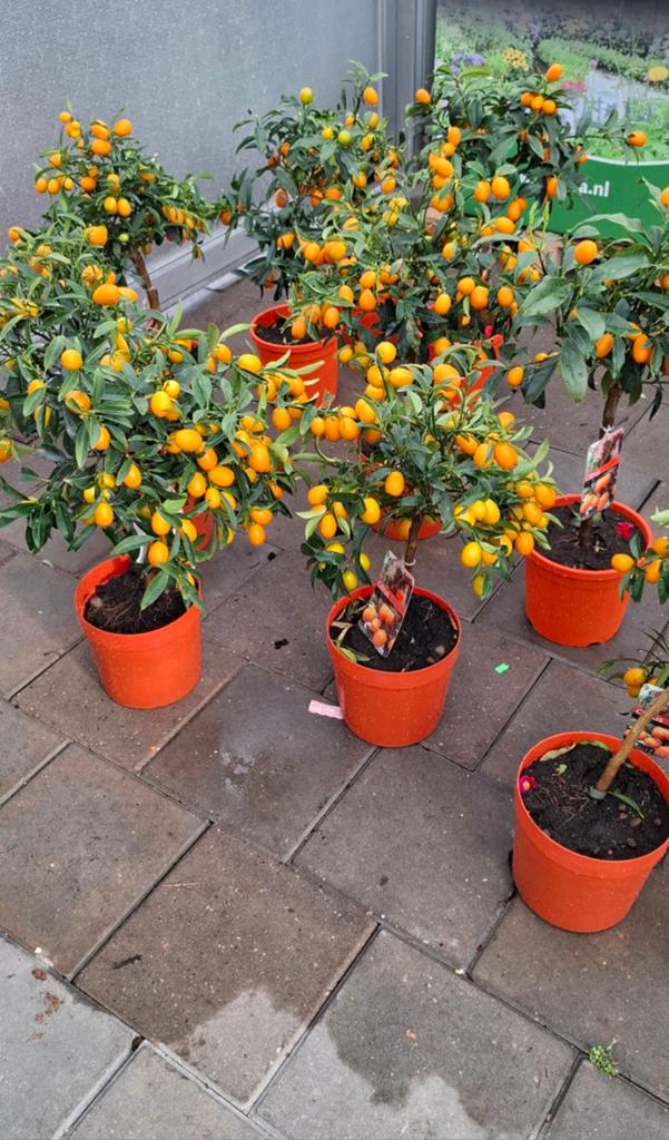 Citrus kumqaut met gekleurde vruchten., Tuin en Terras, Planten | Bomen, Ophalen, Zomer, Volle zon, Overige soorten