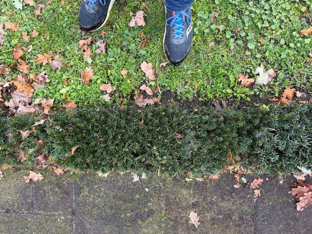 taxus plantjes struik bosje, Ophalen, Taxus, Haag, Minder dan 100 cm