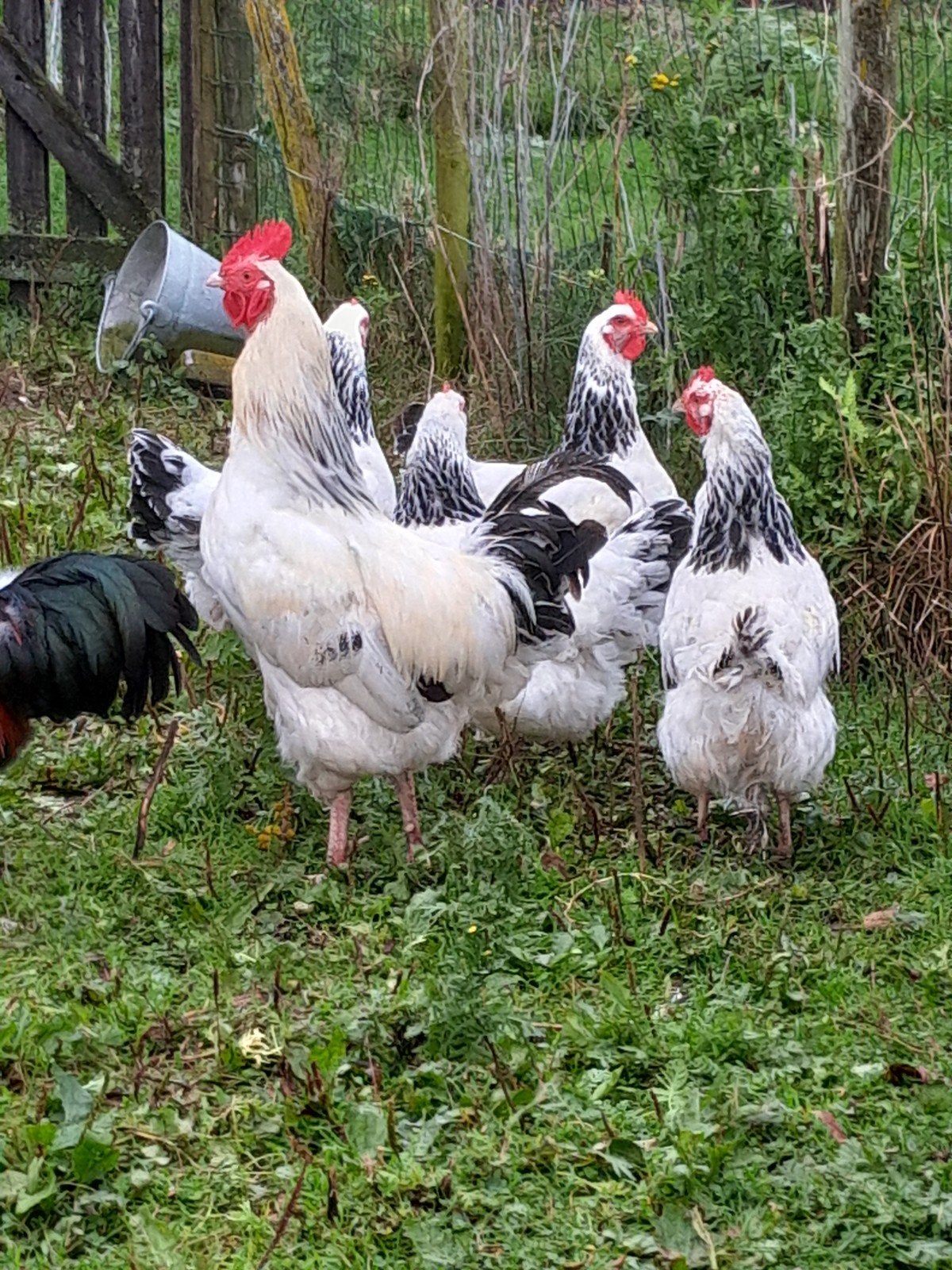 Sussex broedeieren, Geslacht onbekend, Kip