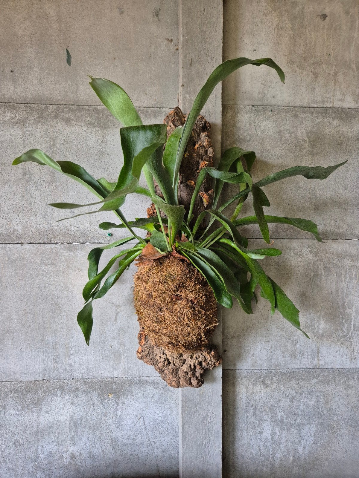 hertshoorn op kurk XL, Overige soorten, Minder dan 100 cm, Groene kamerplant, Halfschaduw