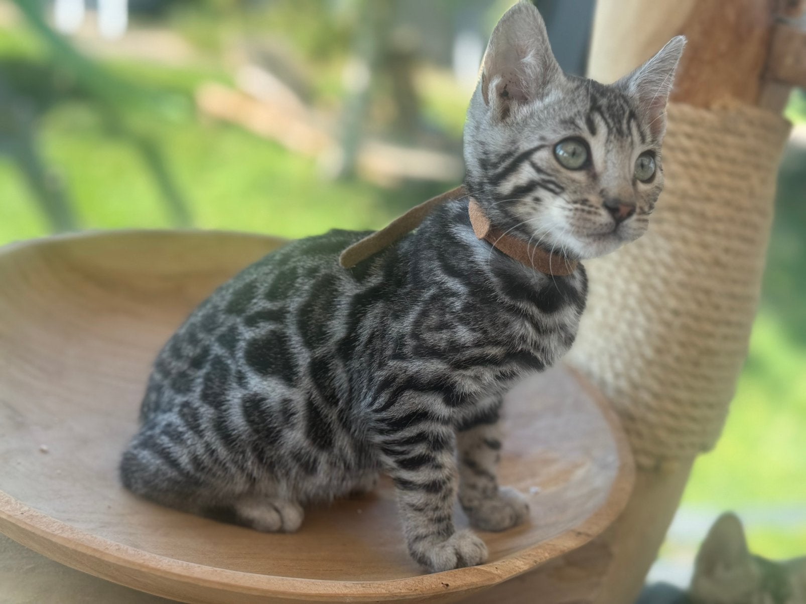 Bengaal kittens zilver en bruin met stamboom kampioenslijn., Meerdere dieren, Met stamboom, 0 tot 2 jaar