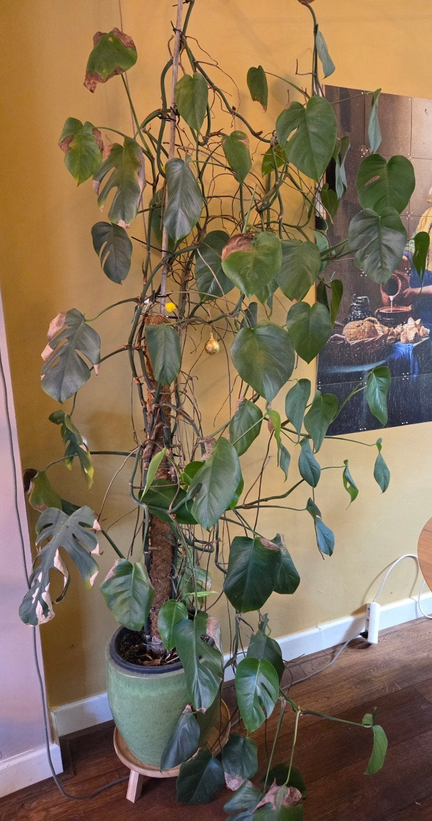 Grote Monstera Deliciosa - Kamerplant, Huis en Inrichting, Kamerplanten, Ophalen, 200 cm of meer, Overige soorten, Halfschaduw