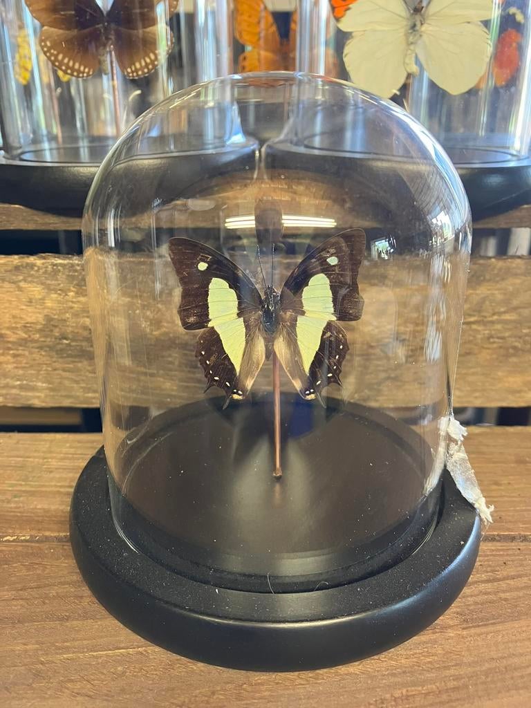 Vlinder in stolp, Verzamelen, Dierenverzamelingen, Nieuw, Opgezet dier, Insect, Ophalen of Verzenden