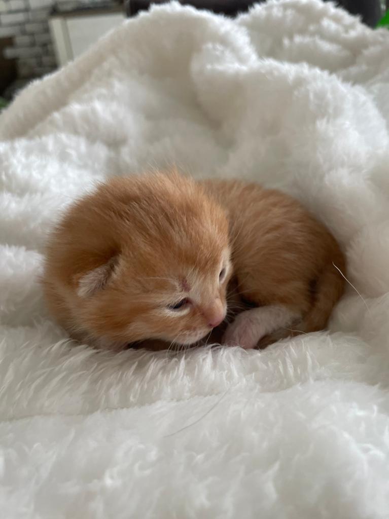 3 halve main coon kittens, Dieren en Toebehoren, Katten en Kittens | Raskatten | Langhaar, Meerdere dieren, Ontwormd