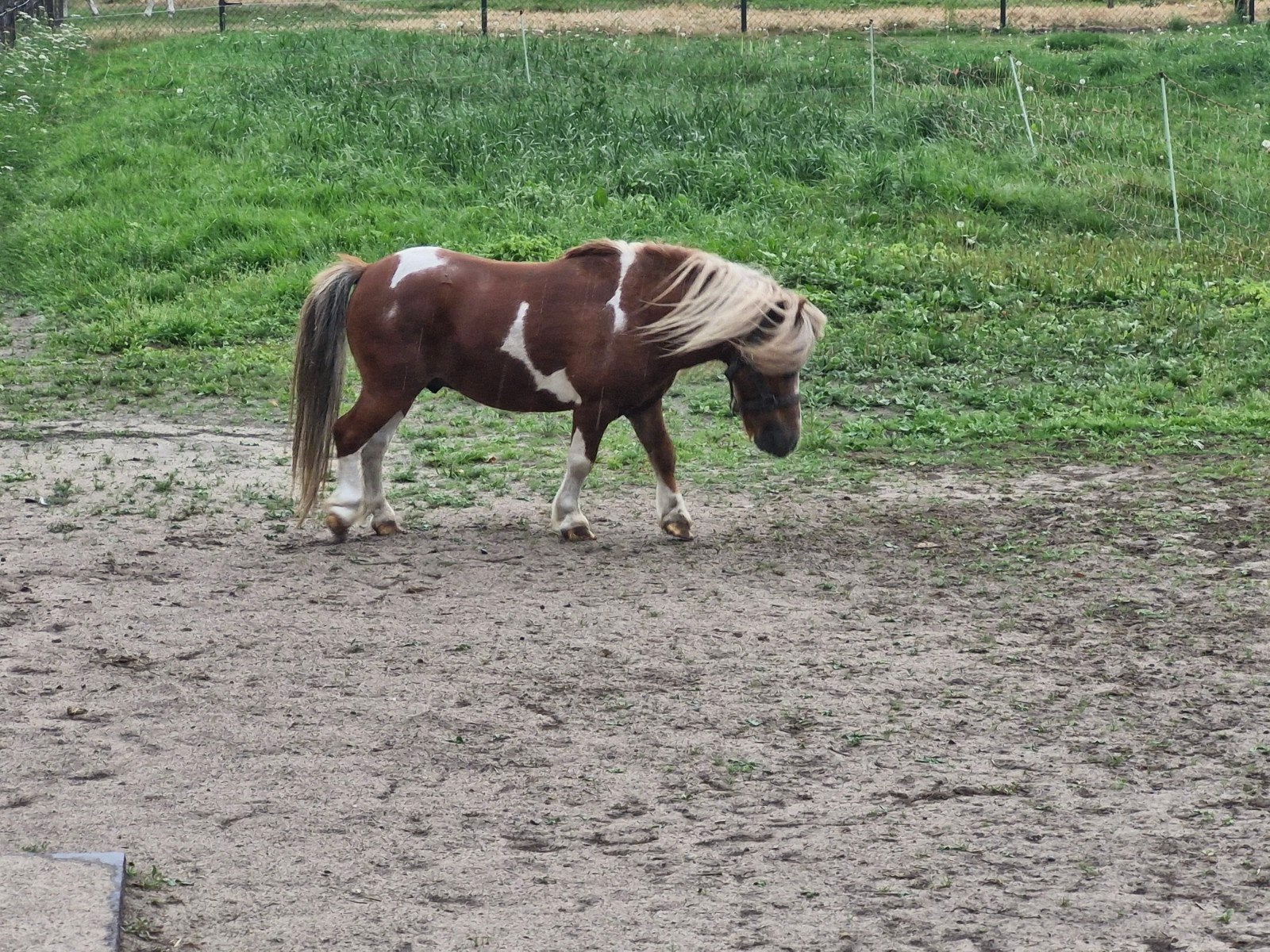 mini hengstje, Dieren en Toebehoren, Ruin, A pony (tot 1.17m), 7 tot 10 jaar