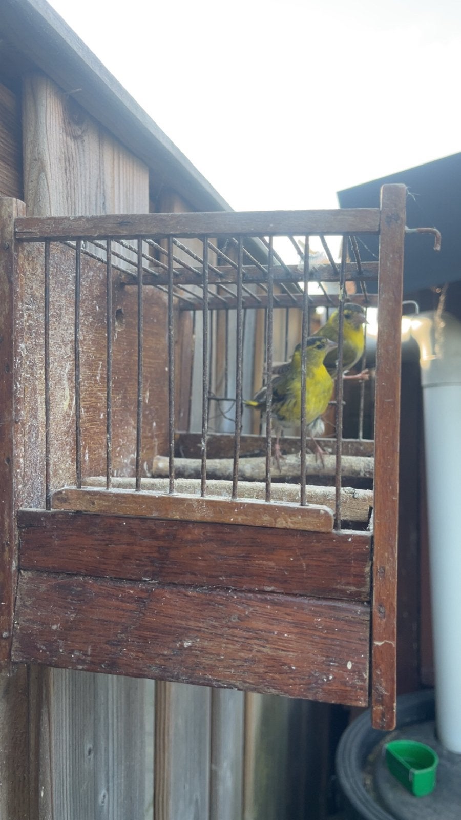 Europese sijs mannen, Mannelijk, Wildzangvogel, Geringd
