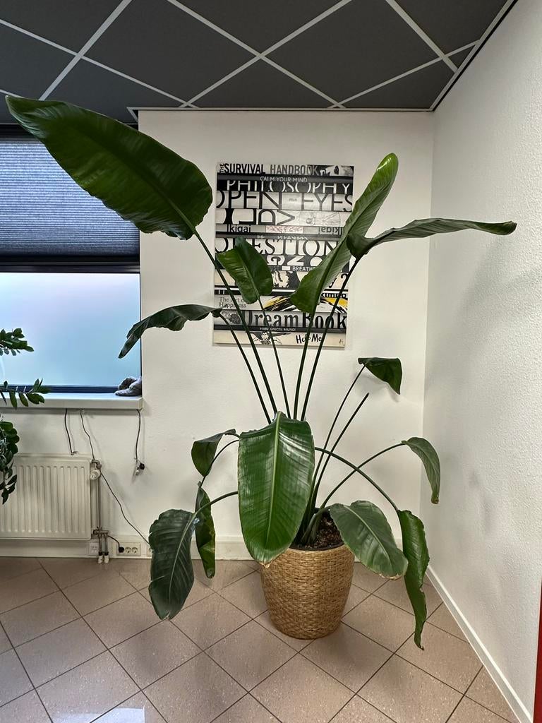 Grote Paradijsvogelplant (Strelitzia) in rieten pot, Ophalen, Overige soorten, In pot, 150 tot 200 cm
