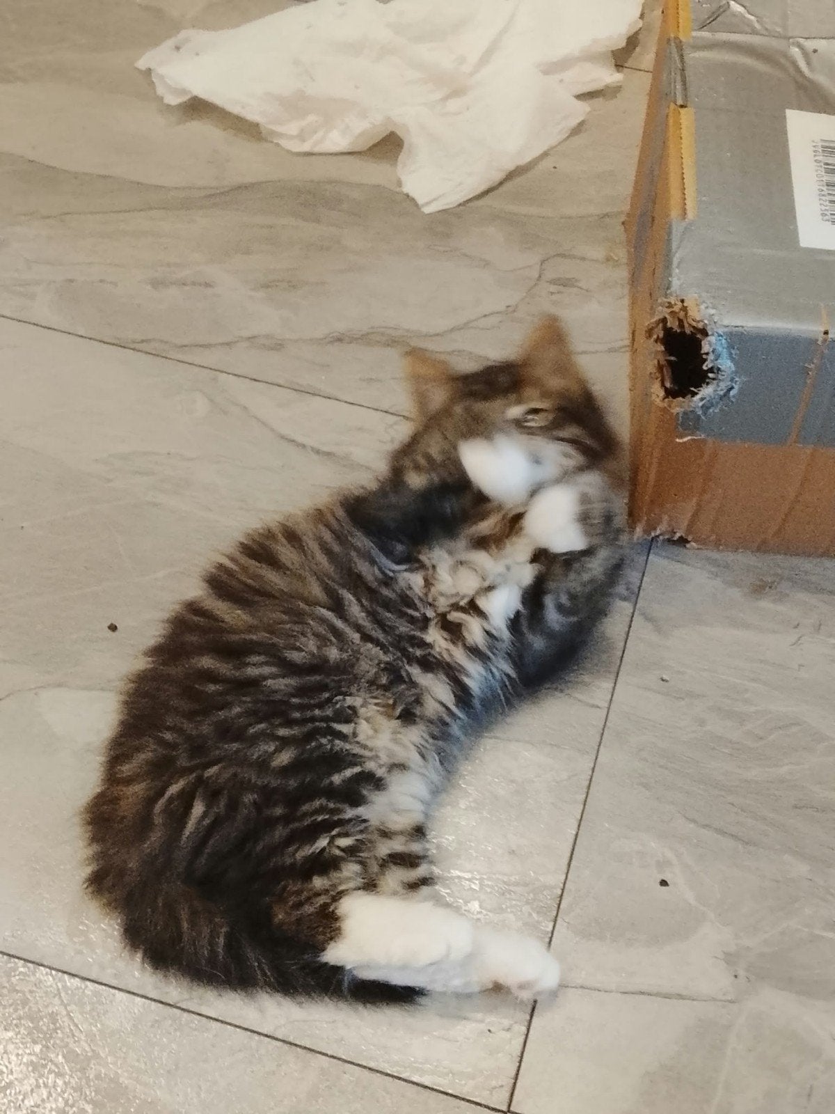 Ragdoll kittens, Dieren en Toebehoren, Kater, Ontwormd, 0 tot 2 jaar