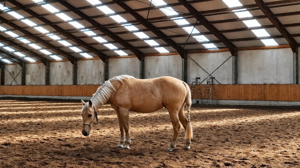 3 jarige AQHA palomino, Dieren en Toebehoren, Paarden, Met stamboom, Ruin, Dressuurpaard, 3 tot 6 jaar