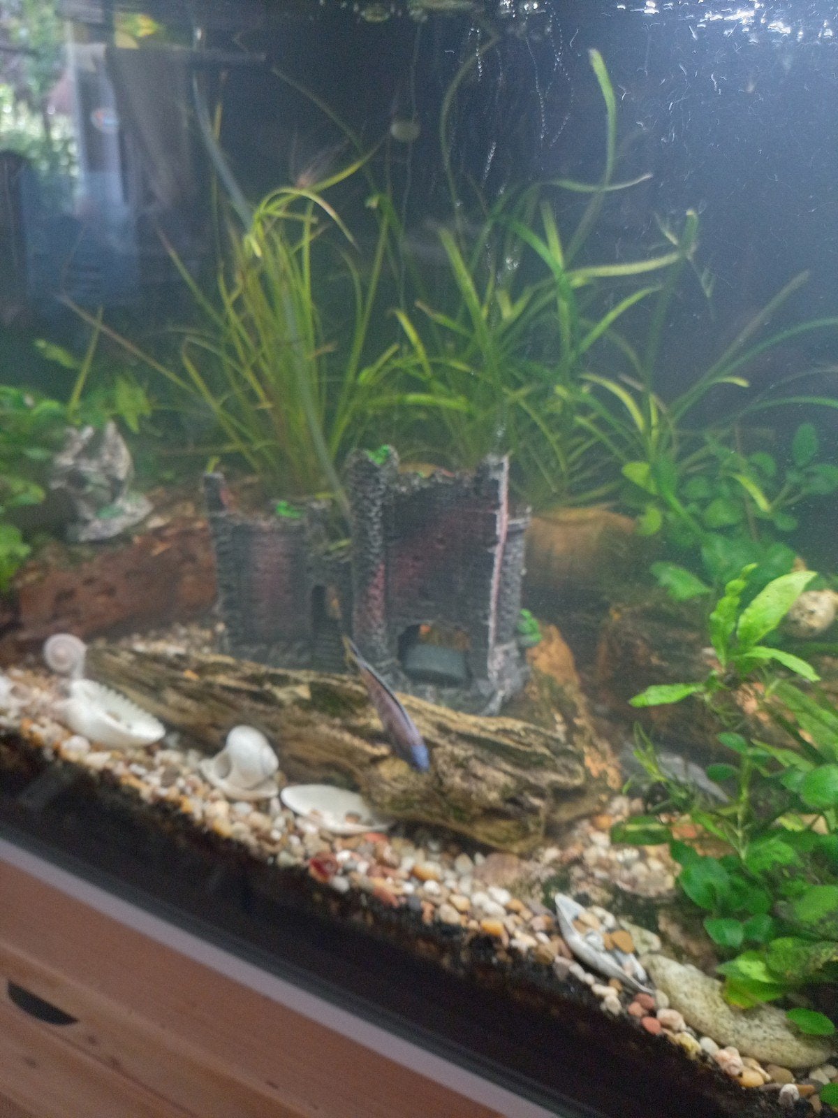 Kompleet aquarium, met vissen en alle toebehoren, Vis