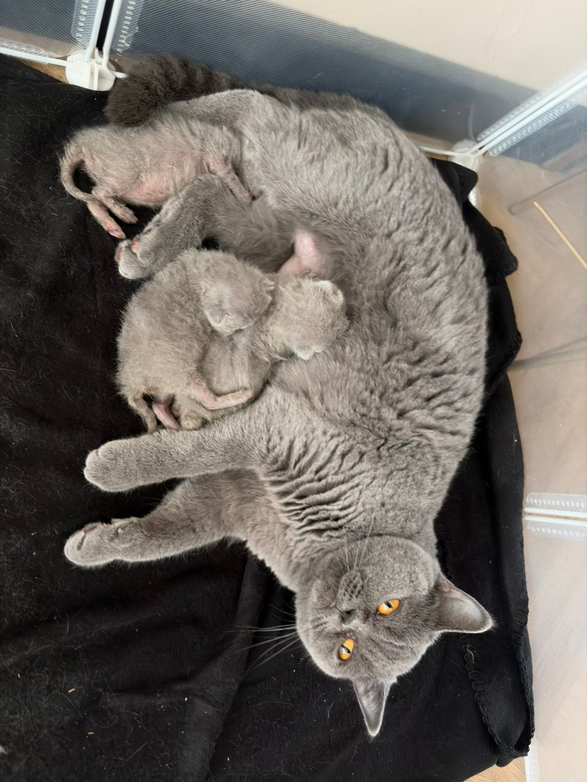 Raszuivere britse korthaar kittens, Meerdere dieren, Ontwormd, 0 tot 2 jaar