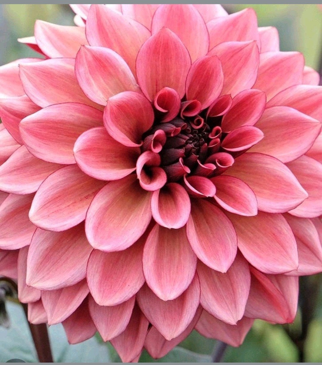 Dahlia Night Silence stekken tuinplant, Tuin en Terras, Ophalen