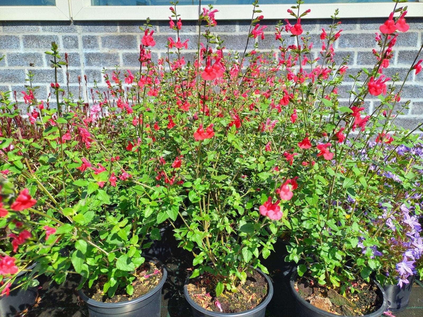 Vaste planten in 2 literpot 3 voor €10,= van eigen kwekerij, Tuin en Terras, Planten | Tuinplanten, Ophalen, Overige soorten, Volle zon