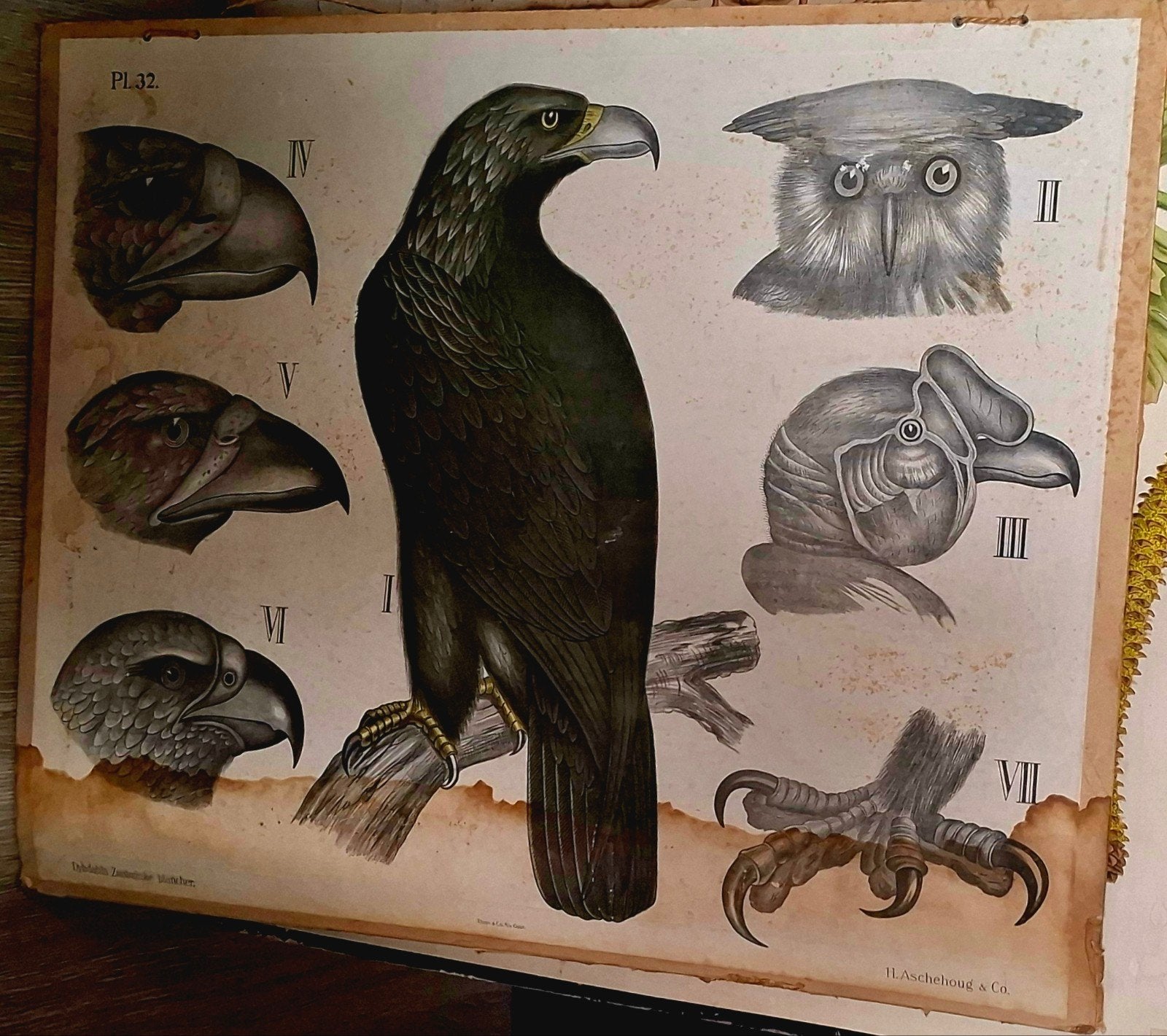 Vintage Schoolplaat: Roofvogels (met waterschade), Antiek en Kunst, Antiek | Schoolplaten, Ophalen, Natuur en Biologie