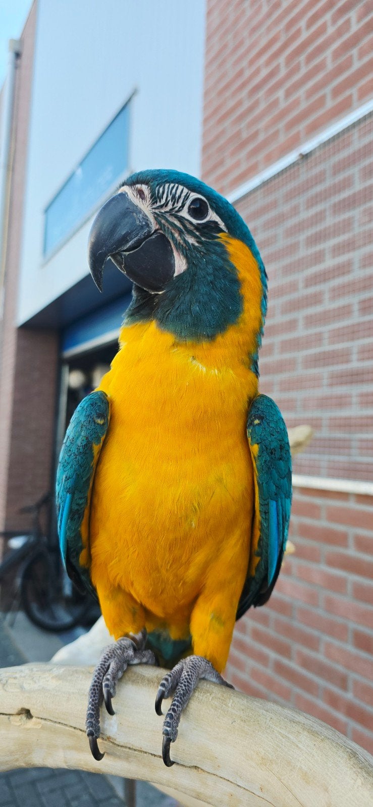 Blauw keel ara's / 2026 / Tam / Freeflight/, Meerdere dieren, Papegaai, Tam