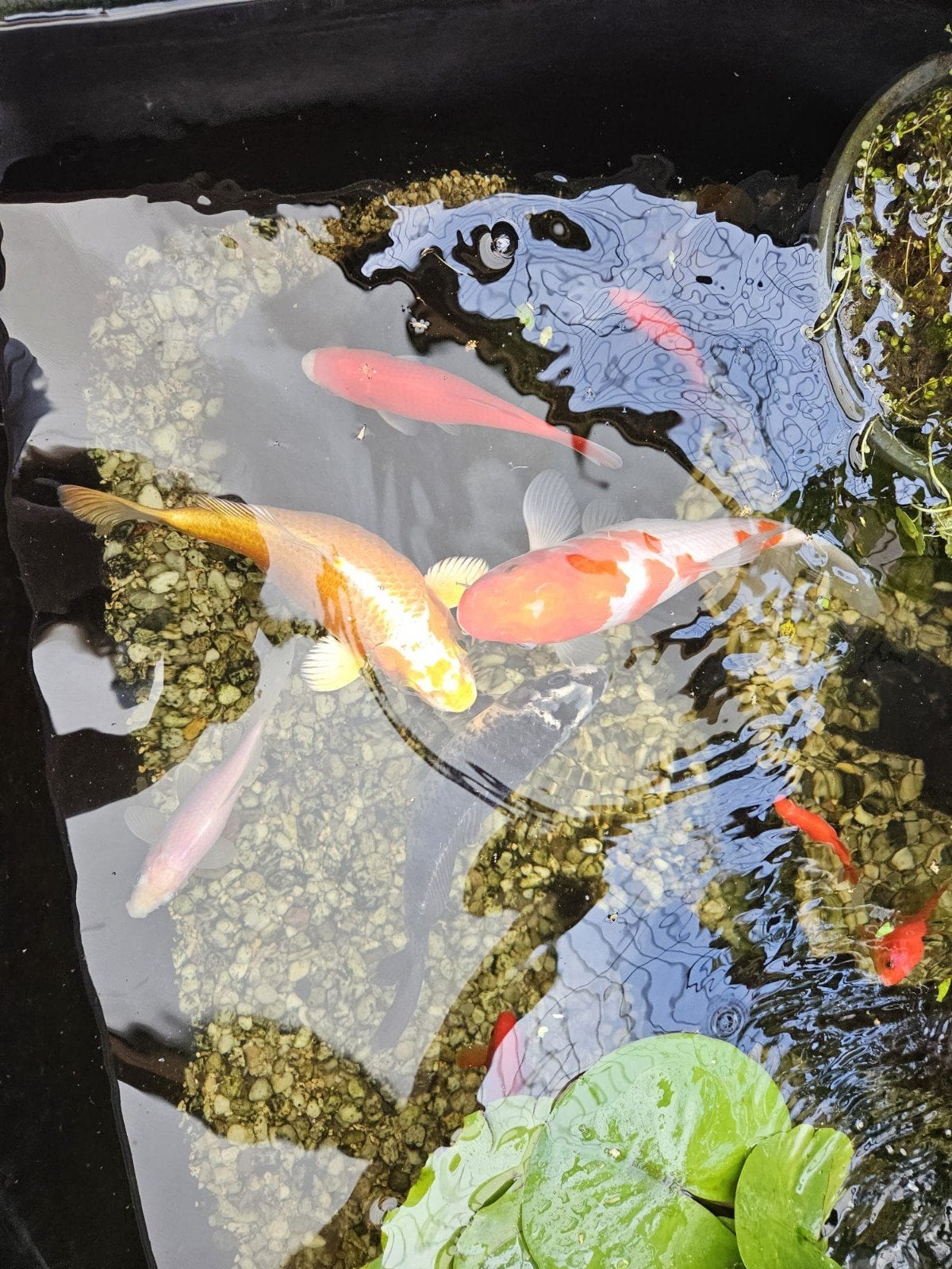 Koi,s, Dieren en Toebehoren, Karper of Koi