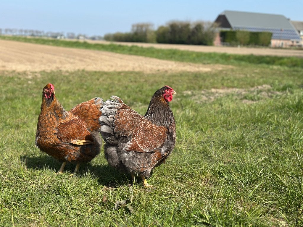 Jonge tamme Wyandotte kippen gesekst en ingeënt, Dieren en Toebehoren, Pluimvee, Vrouwelijk, Kip