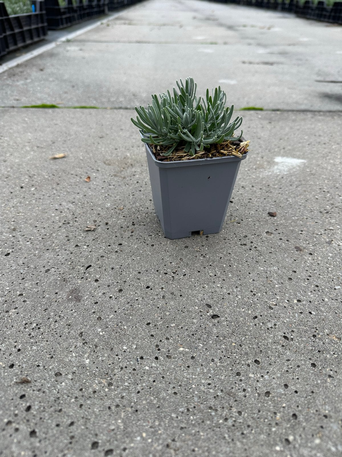 Lavendel Munstead p9 - Geurende Vaste Plant, Volle zon, Vaste plant, Ophalen of Verzenden, Kruiden