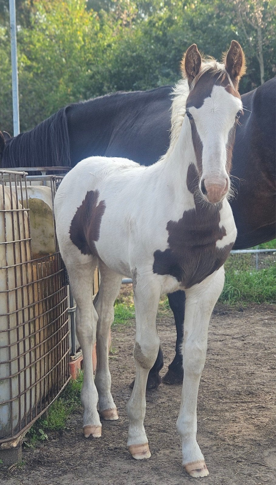 koffievosbont hengstveulen met robuuste uitstraling, Hengst, Dressuurpaard, 0 tot 2 jaar