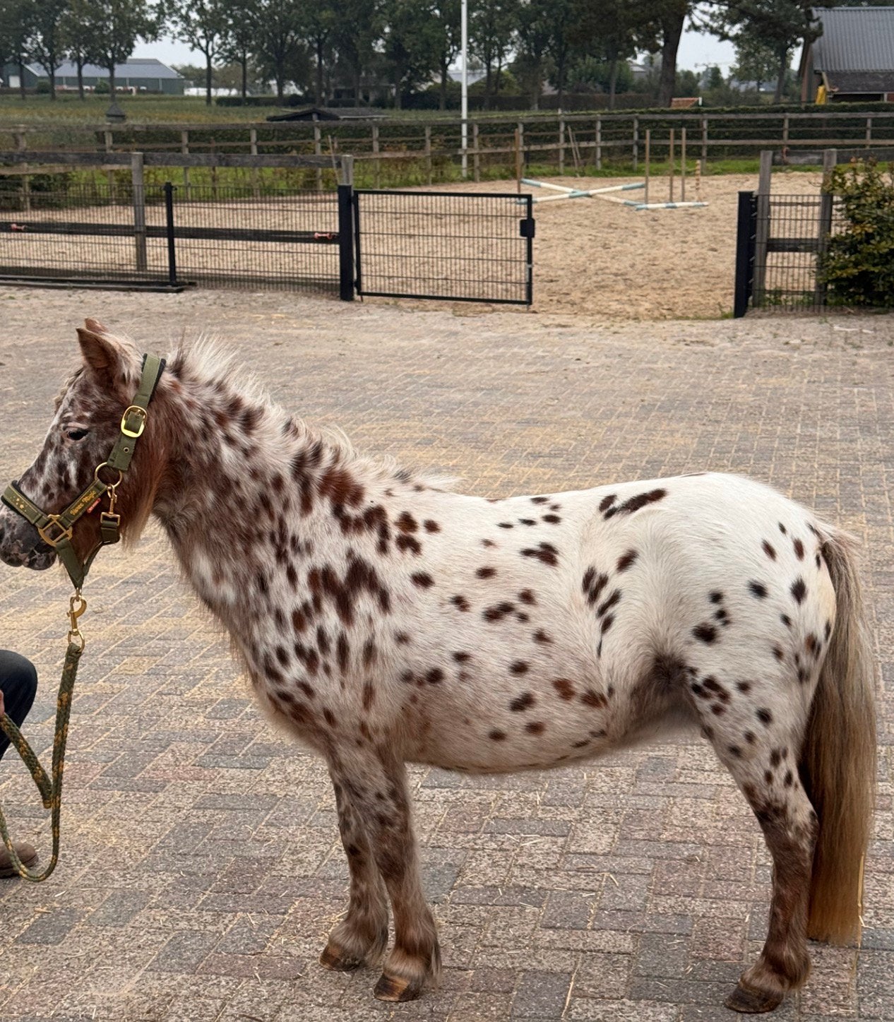 ❤️Prachtige shetlanders❤️allerlei ….mooie brave kinderpony’s, Met stamboom, Niet van toepassing, A pony (tot 1.17m), 3 tot 6 jaar