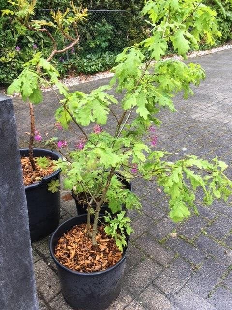 Geboorte kado : Eik plant , wordt een reus . enkele stuks, Tuin en Terras, Vaste plant, Halfschaduw, Zomer, Ophalen