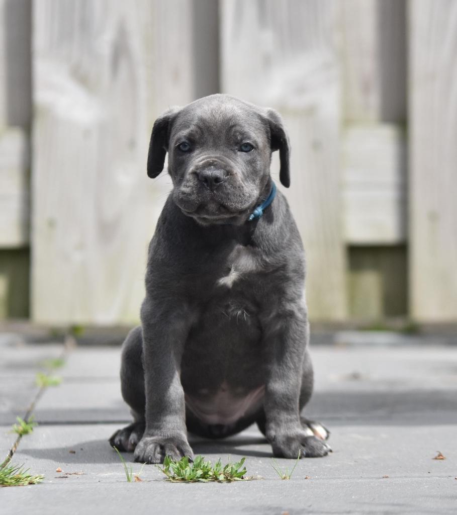 Schitterende cane corso teefjes beschikbaar, Dieren en Toebehoren, Parvo, Nederland, Overige rassen, 8 tot 15 weken