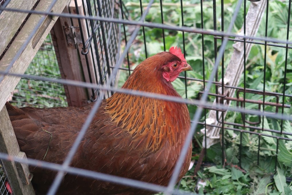 Broedei Welsumer ,Orpington en dubbel gezoomde barnevelder.., Dieren en Toebehoren, Pluimvee, Vrouwelijk, Kip