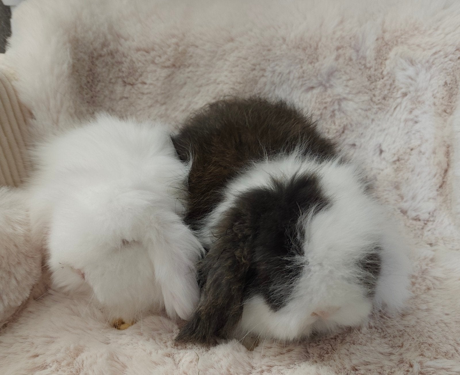Ras zuiver Teddy widder koppeltje, Dieren en Toebehoren, Meerdere dieren