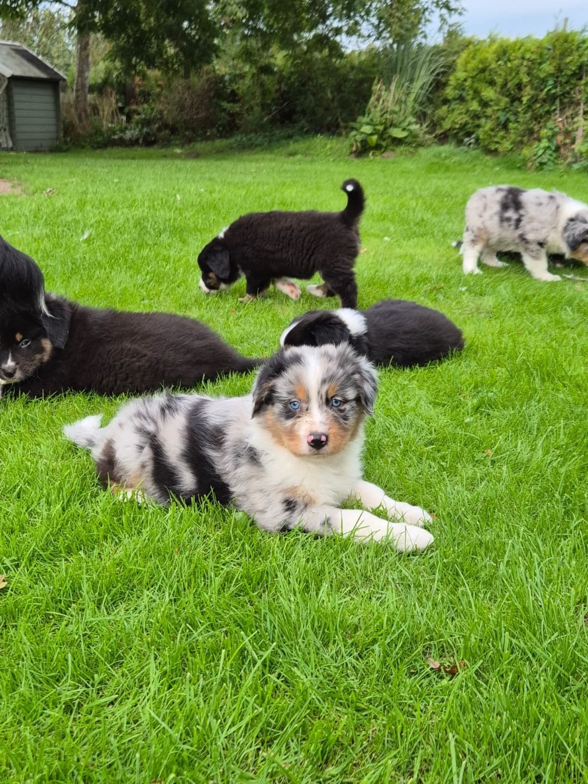 Golden Retriever x Berner sennen x Australian Shepherd pups., Nederland, Meerdere, Meerdere dieren, Fokker | Professioneel