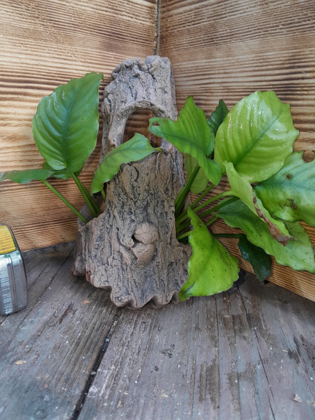aquarium ornament met anubia, Dieren en Toebehoren, Ophalen