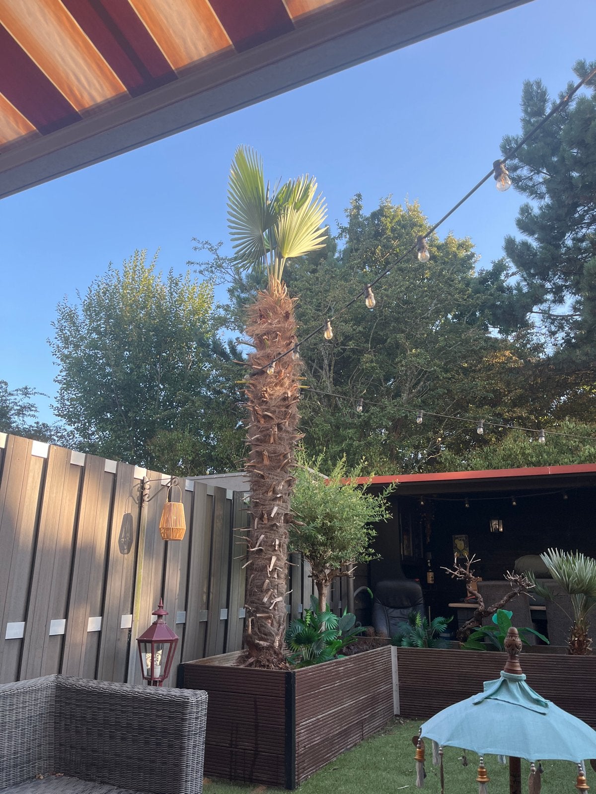 Grote Trachycarpus Fortunei Palmboom - Winterhard, Tuin en Terras, Planten | Tuinplanten, Volle zon, Vaste plant, Bloeit niet