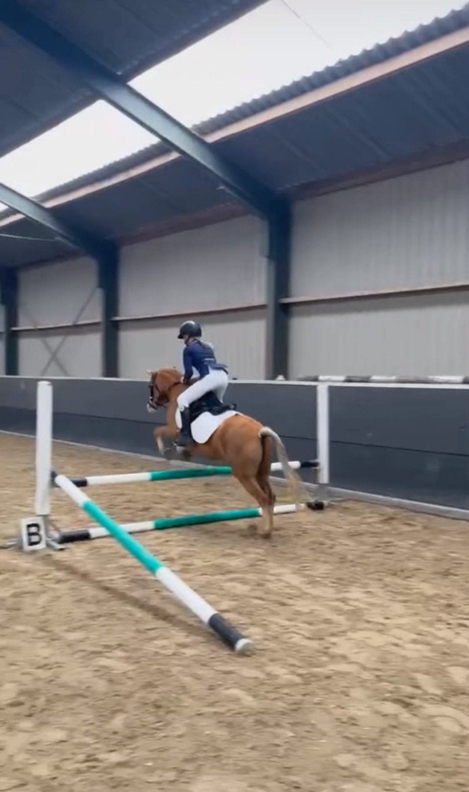 verzorgpony gezocht, Ophalen, Nieuw