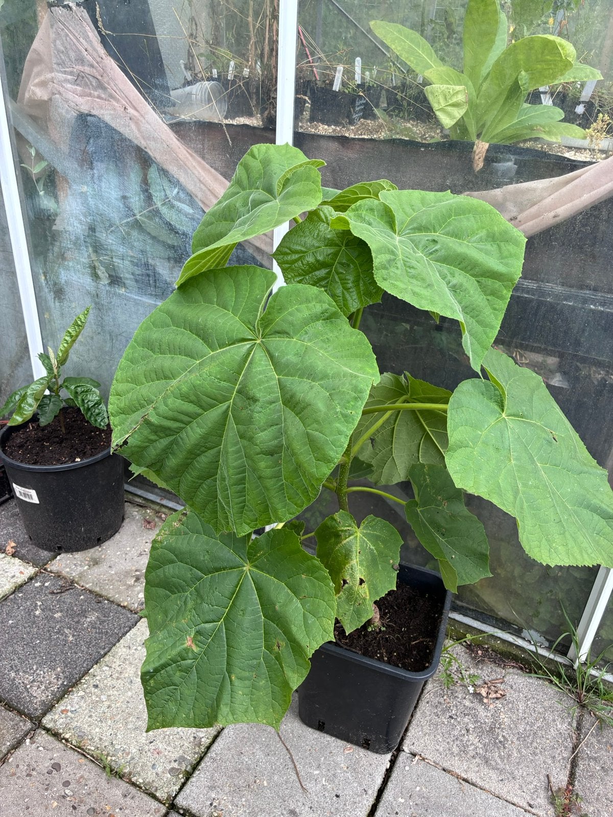 Paulownia tomentosa, Ophalen, Minder dan 100 cm, Overige soorten, Zomer