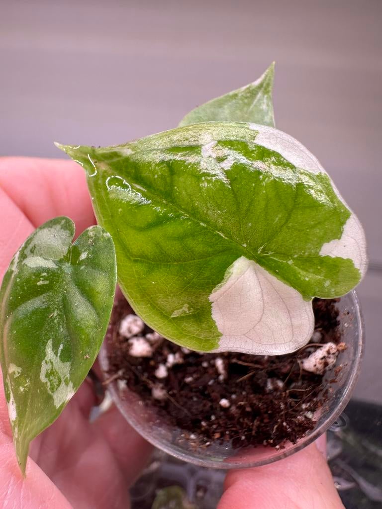 Alocasia dragon scale albo variegata, Huis en Inrichting, Kamerplanten, Ophalen, Halfschaduw, Minder dan 100 cm