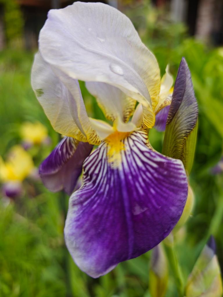Iris Germánica, baardiris, Tuin en Terras, Planten | Tuinplanten, Overige soorten, Volle zon, Vaste plant, Ophalen of Verzenden