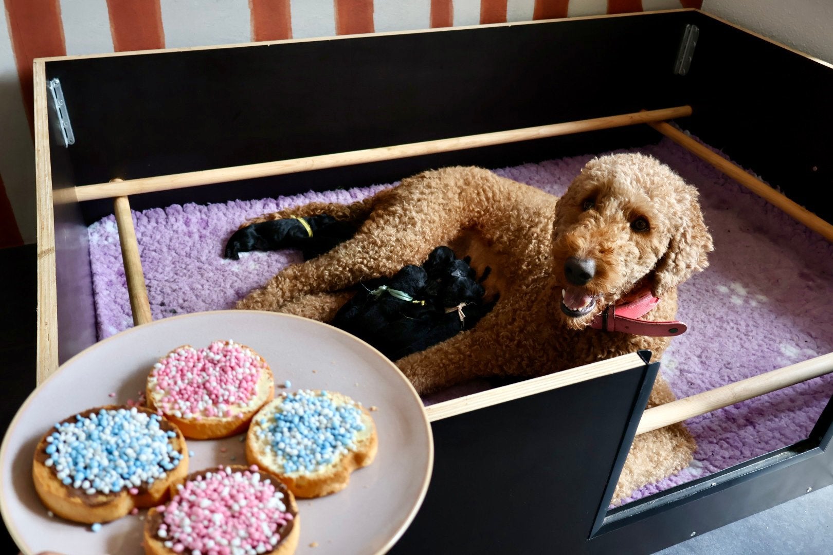 Labradoodle Pups, 8 tot 15 weken, Meerdere, Meerdere dieren, Middel