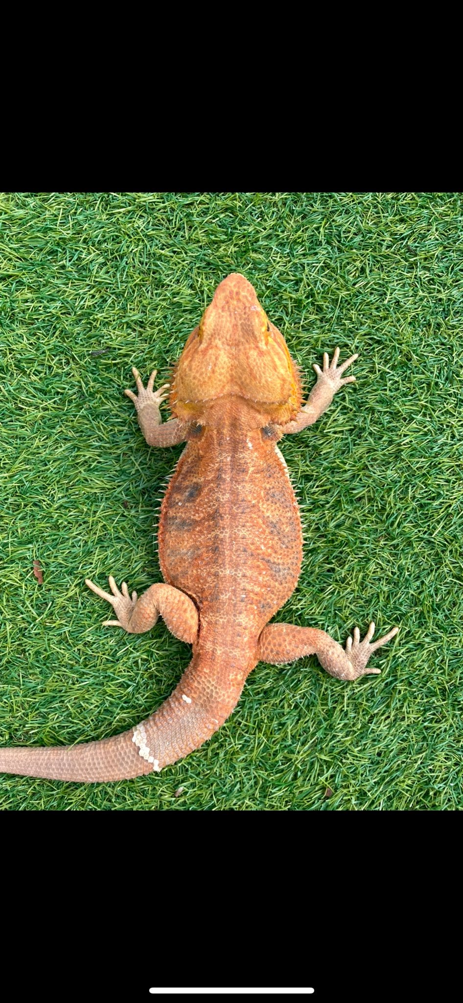 Baardagaam koppel man vrouw Bearded Dragon - male for sale from Weert0495