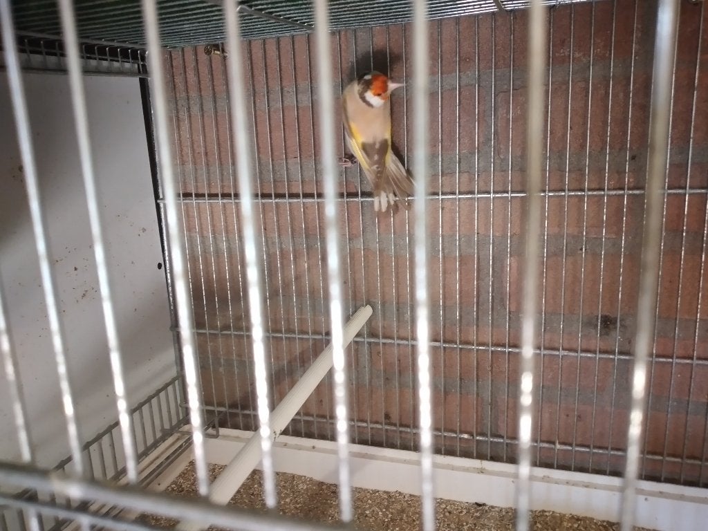 Major putters, Meerdere dieren, Wildzangvogel, Geringd